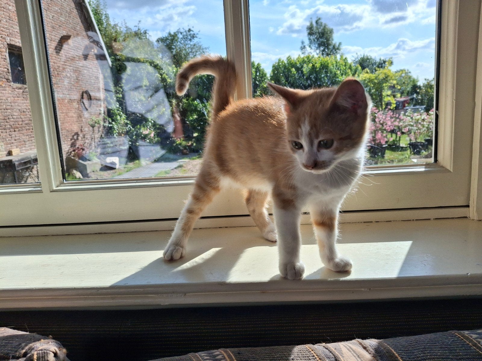 Lieve Kitten rood - wit 10 weken, Poes
