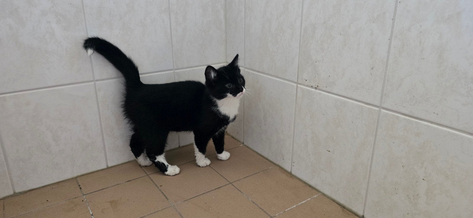 Maine coon x Europese korthaar kittens, Dieren en Toebehoren, Katten en Kittens | Raskatten | Korthaar, Poes, Ontwormd