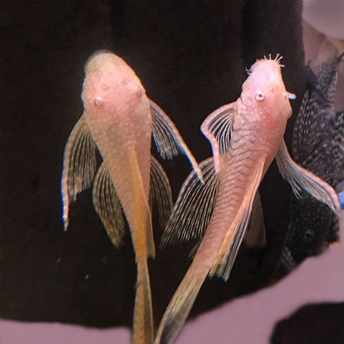 Gezocht: Ancistrus L144 (Snow White of Blue Eyed) – Longfin, Dieren en Toebehoren, Vis, Zoetwatervis, Schoolvis