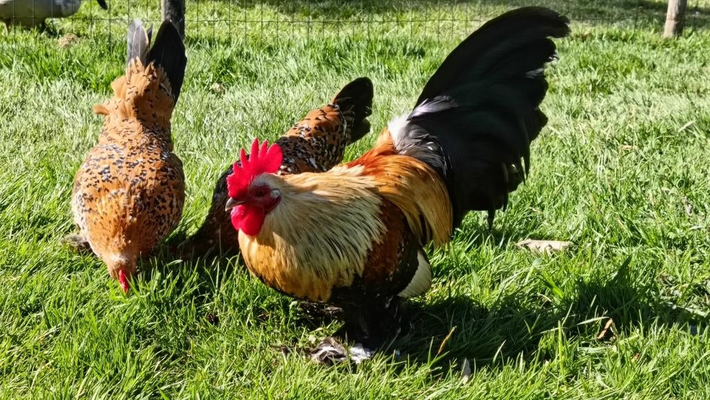 Sabelpootkrielkippen, Meerdere dieren, Kip