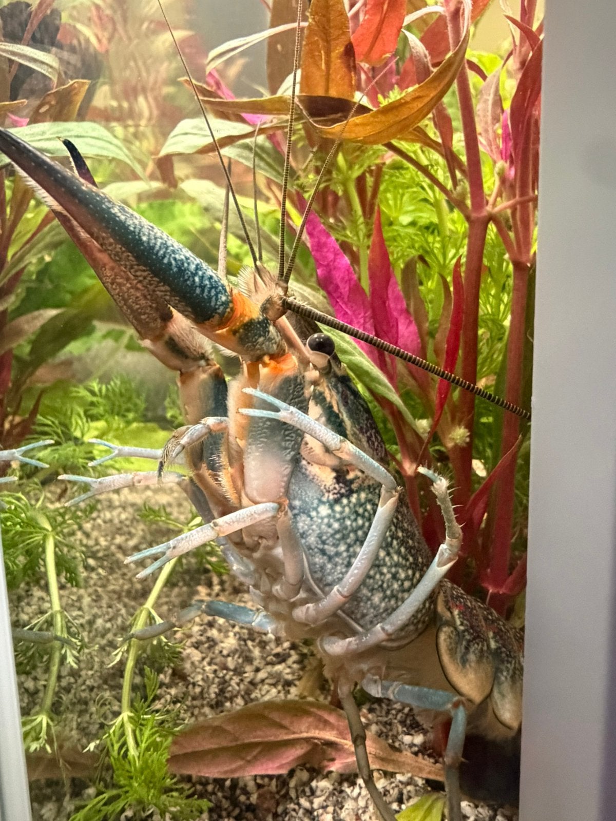 Cherax kreeft, Dieren en Toebehoren, Vis