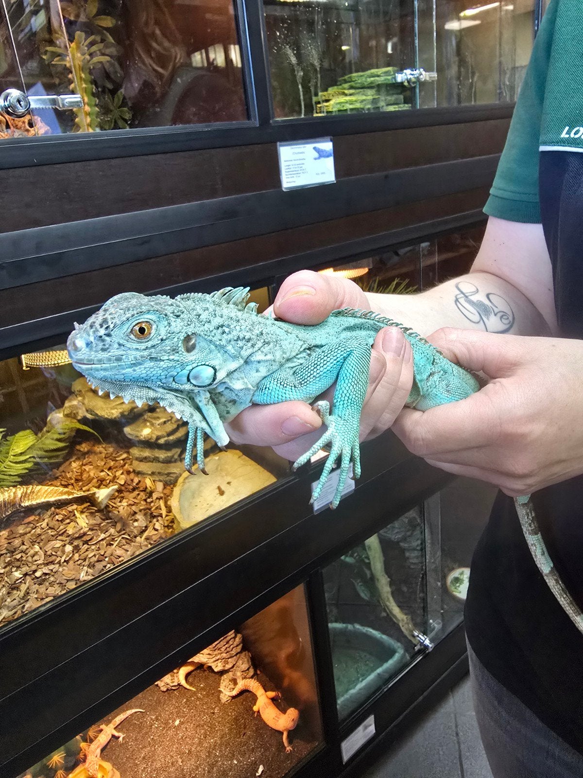 Prachtige blauwe leguaan (Iguana iguana) beschikbaar.

Neder, 0 tot 2 jaar