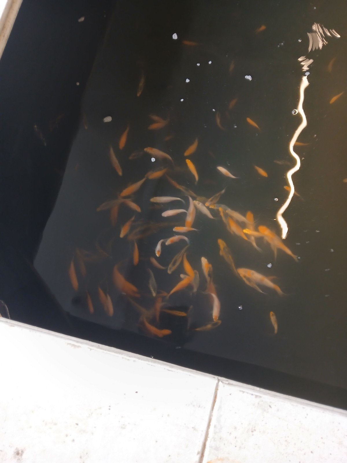 koi karpers, Dieren en Toebehoren, Karper of Koi