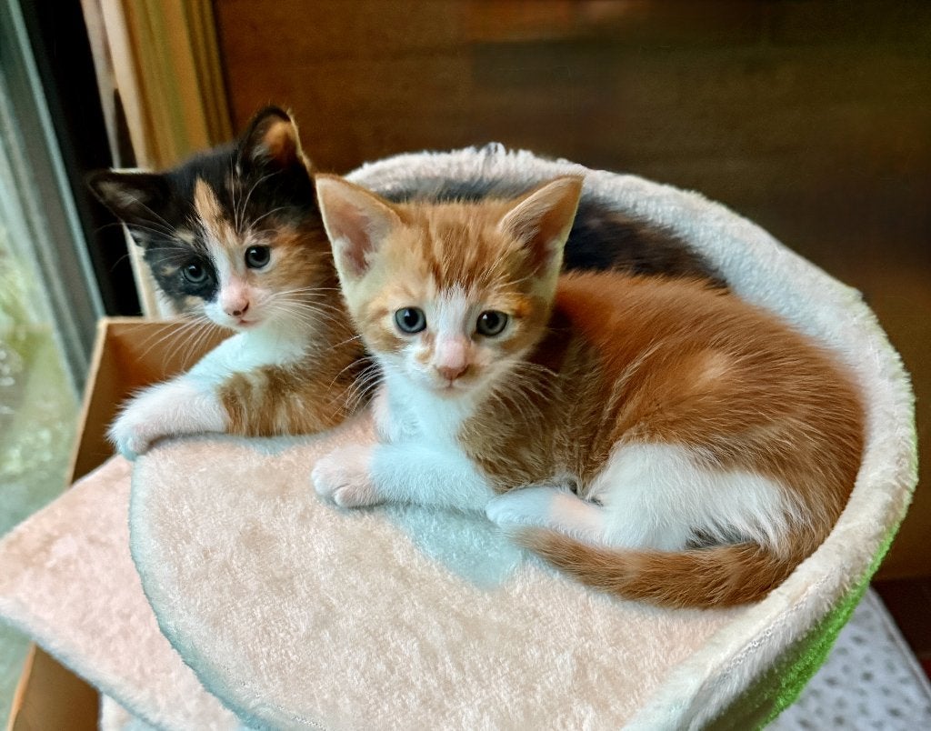 Nog 2 kittens beschikbaar ! 1 Rood Katertje + 1 Lapjespoesje, Meerdere dieren, Kortharig, 0 tot 2 jaar