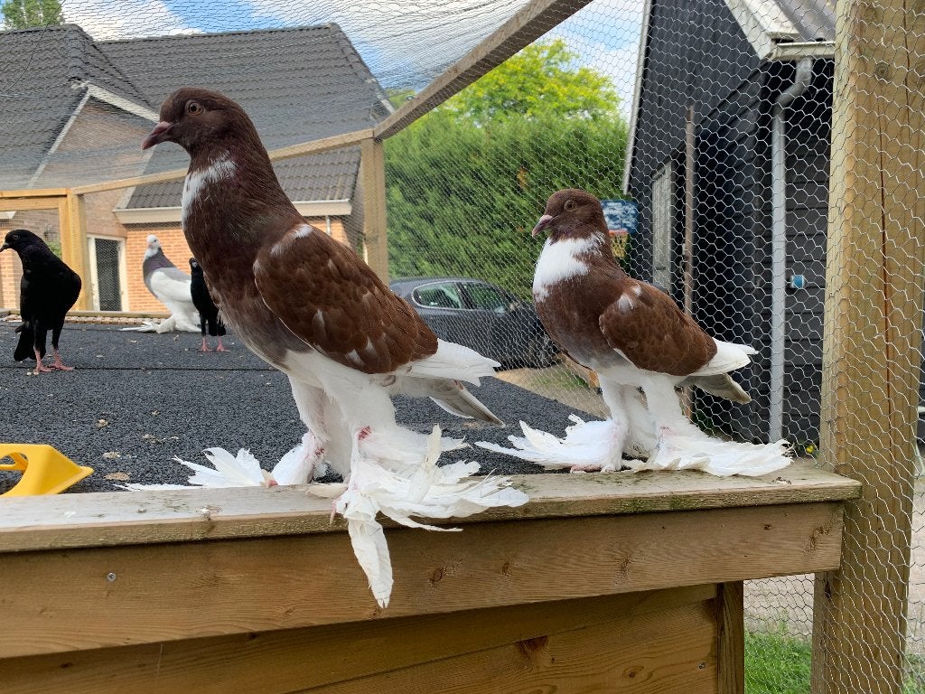 Rode pommerse, Meerdere dieren, Kropper