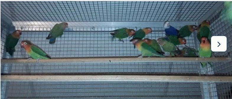 1 collie en 15 ficherie, Meerdere dieren, Dwergpapegaai of Agapornis, Geringd