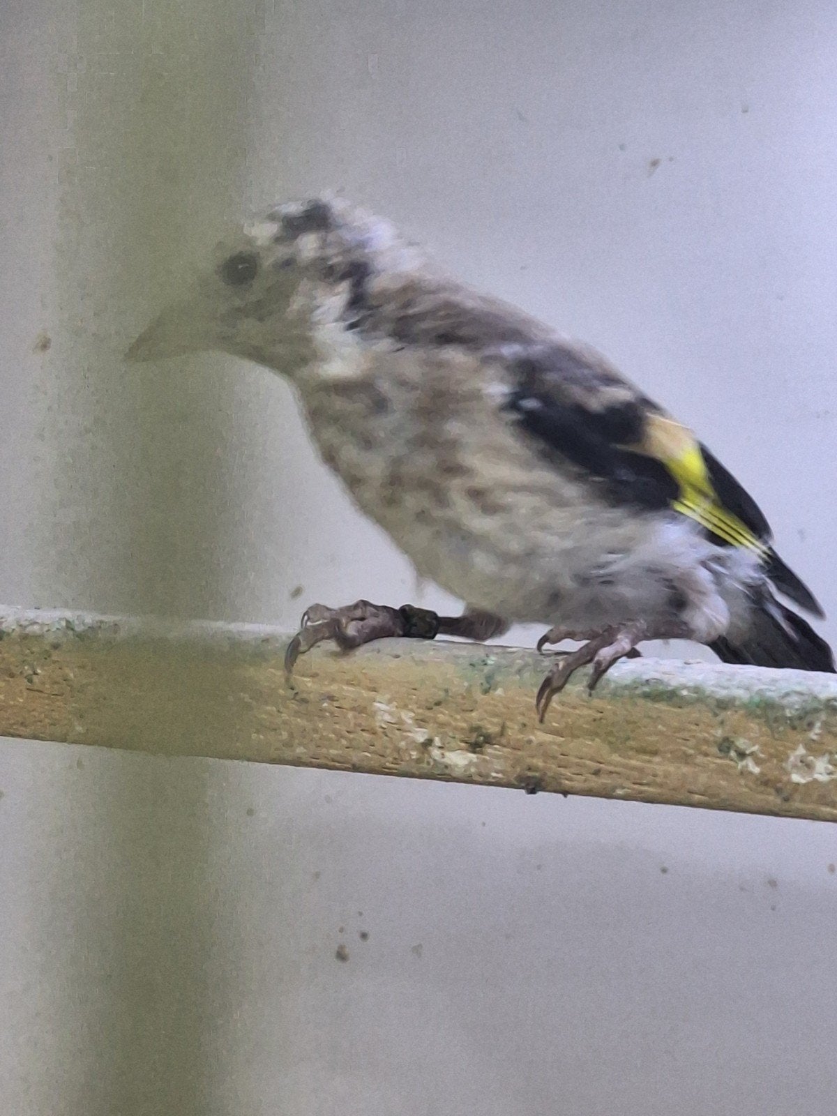 man parva 2026, Dieren en Toebehoren, Mannelijk, Wildzangvogel, Geringd
