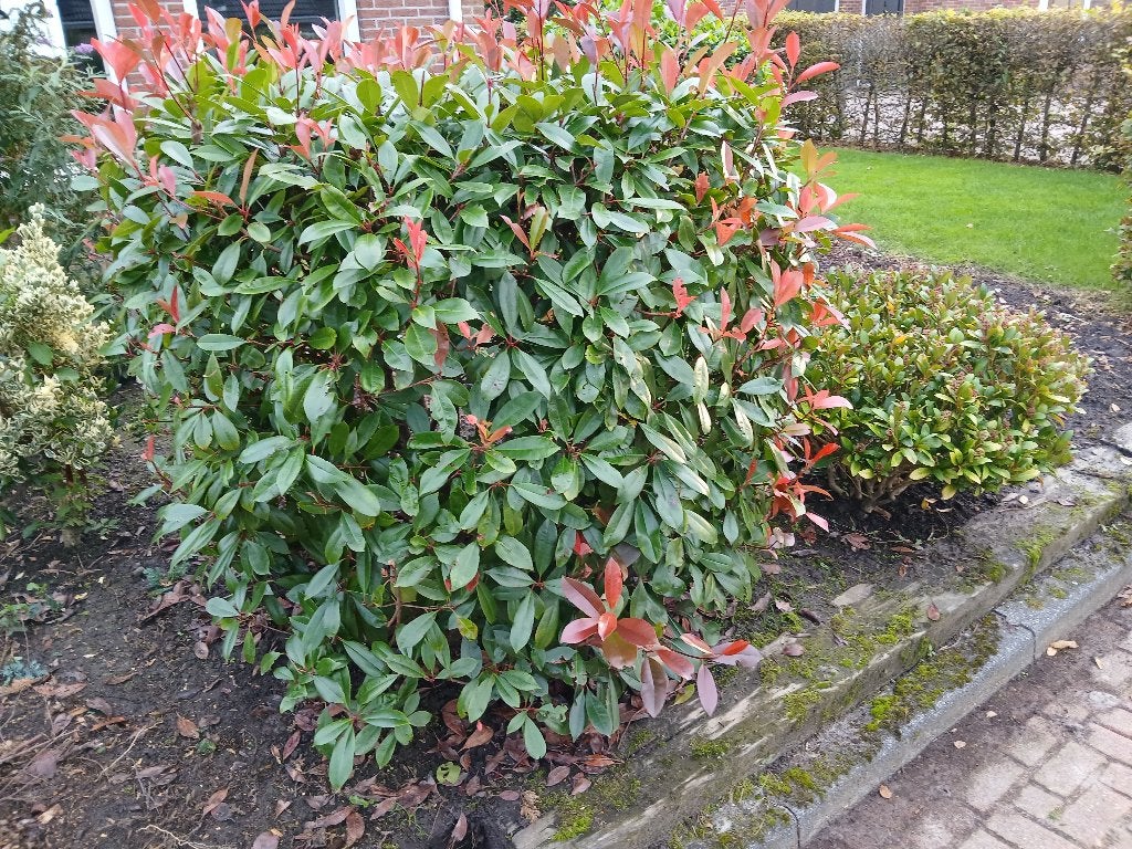 struiken struik tuinplant, Ophalen, Overige soorten, Struik, 100 tot 250 cm