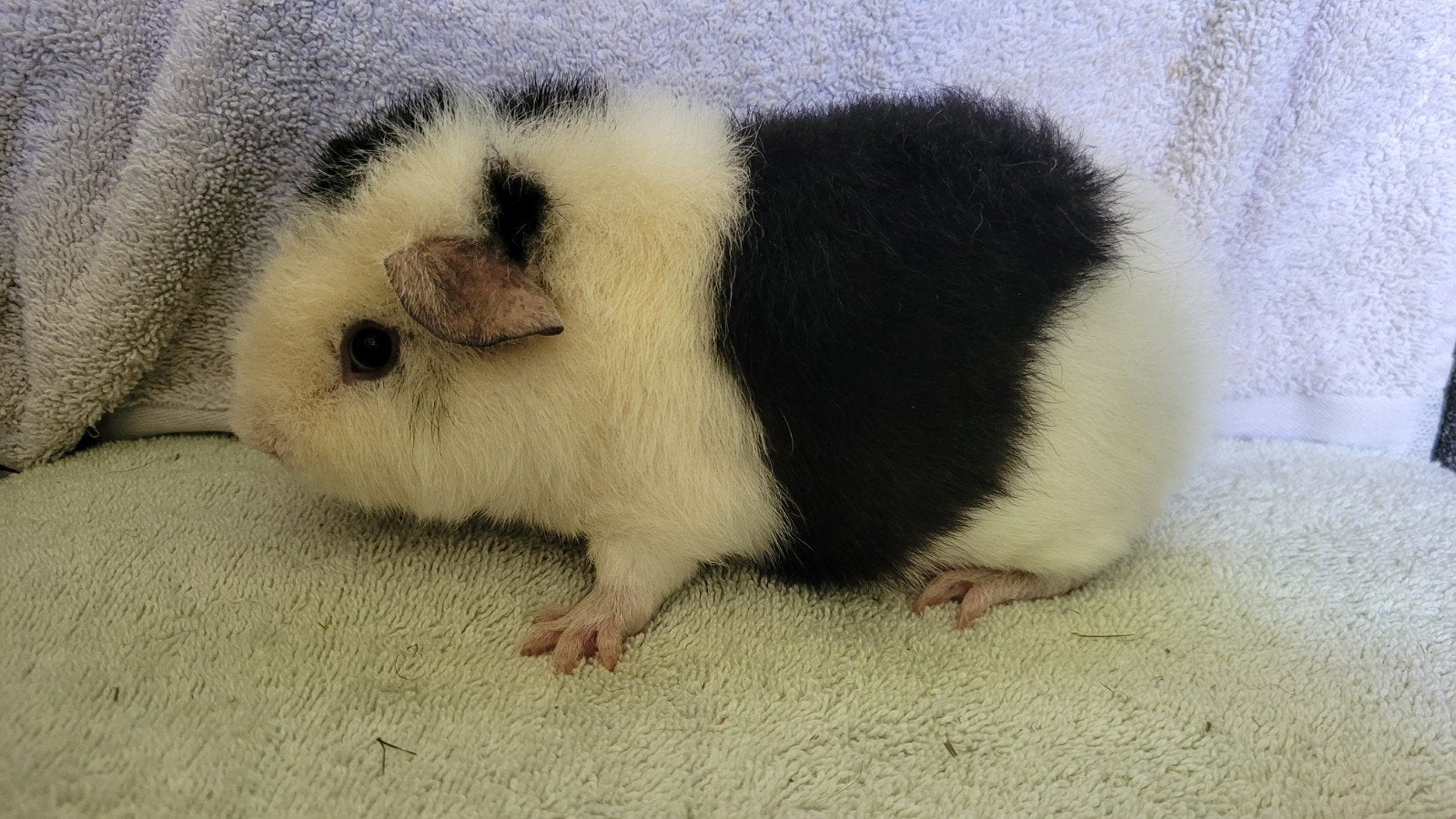 Lieve zwartbonte US Teddy, Cavia, Mei, Meerdere dieren, Tam