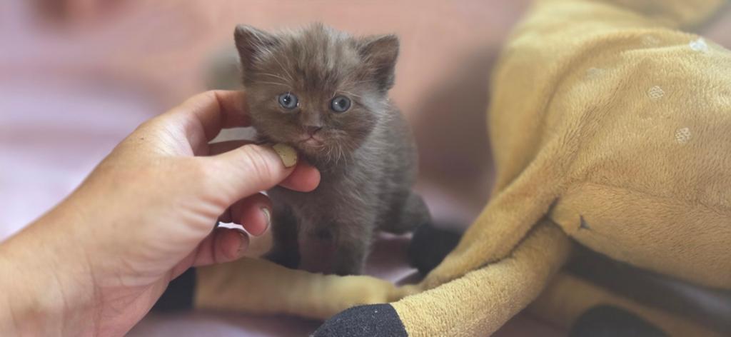 Britse korthaar kittens, Dieren en Toebehoren, Katten en Kittens | Raskatten | Korthaar, Meerdere dieren, Ingeënt