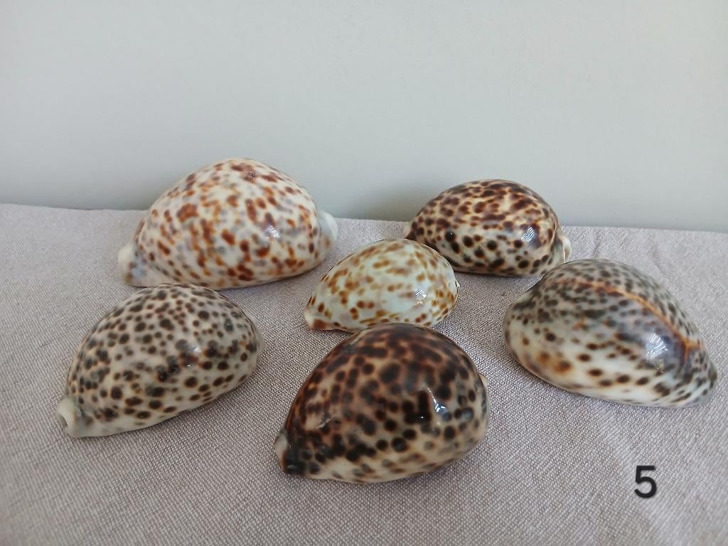 Set: 7 Kauri Schelpen (Cypraea & Leporicypraea) of per stuk., Ophalen of Verzenden, Schelp(en)