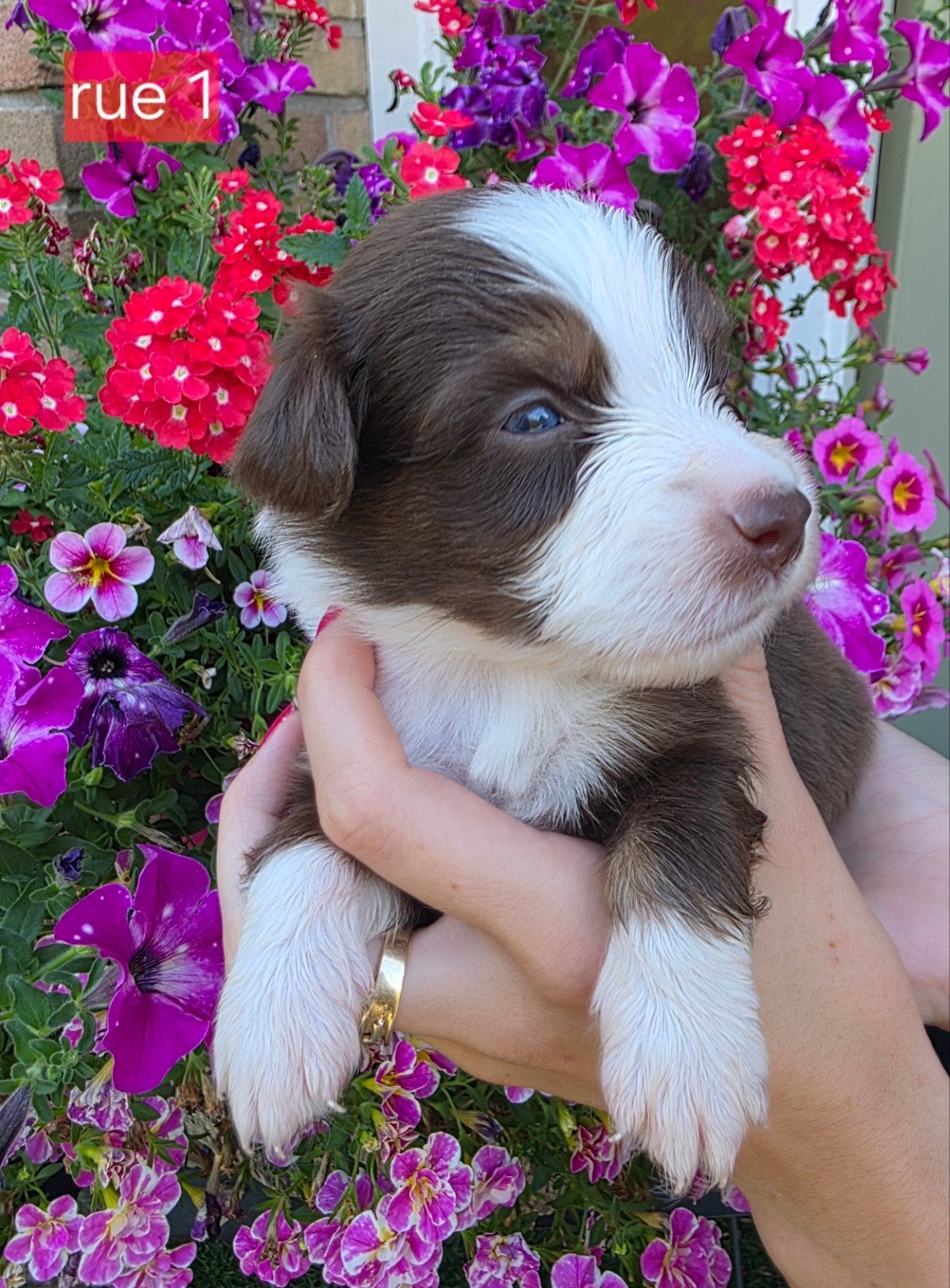 MINIATURE AUSTRALIAN SHEPHERD, Dieren en Toebehoren, Honden | Herdershonden en Veedrijvers, Meerdere, Meerdere dieren, Nederland