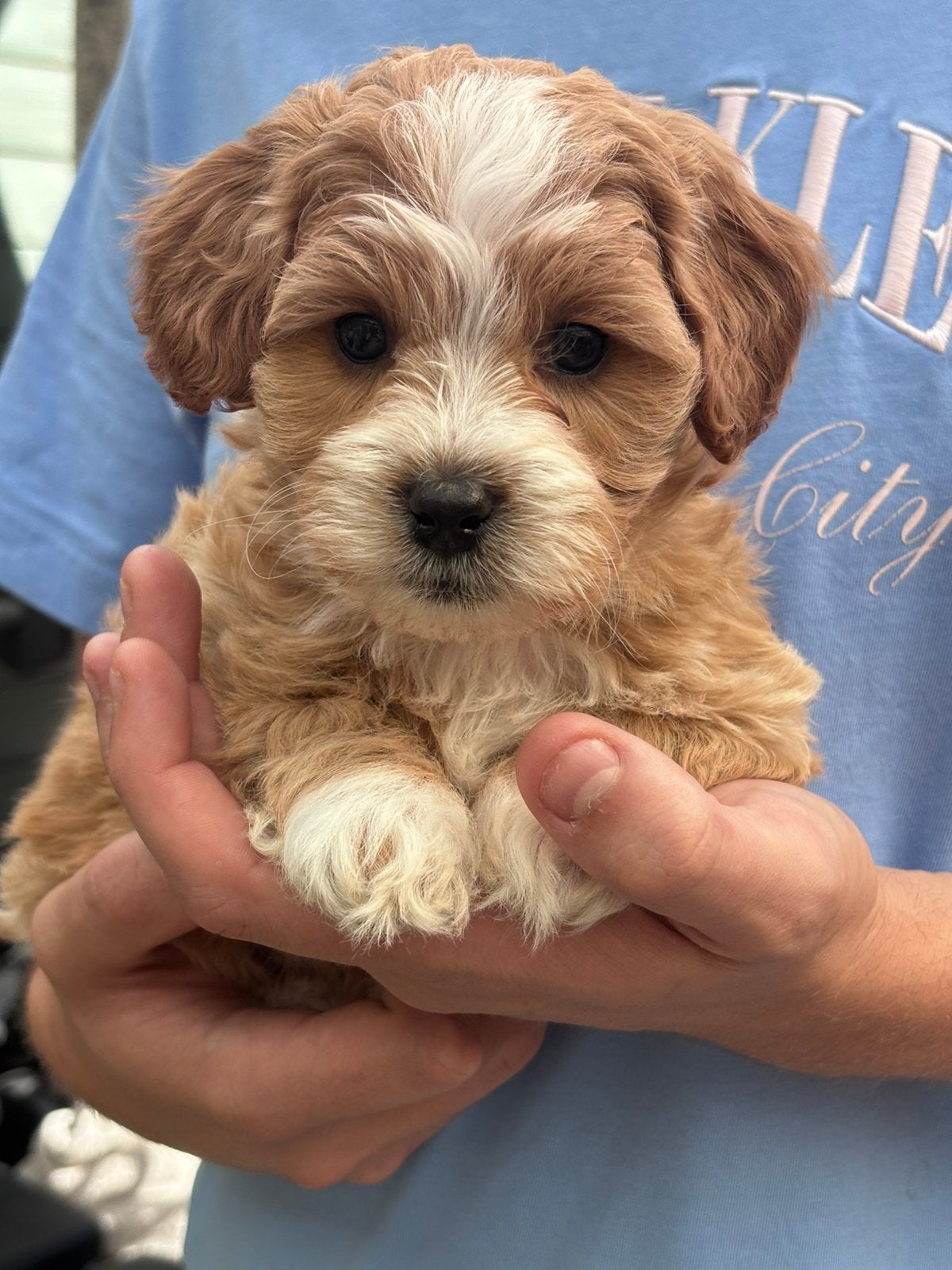 3 prachtige lieve maltipoo’s, Poedel, 8 tot 15 weken, Parvo, Meerdere