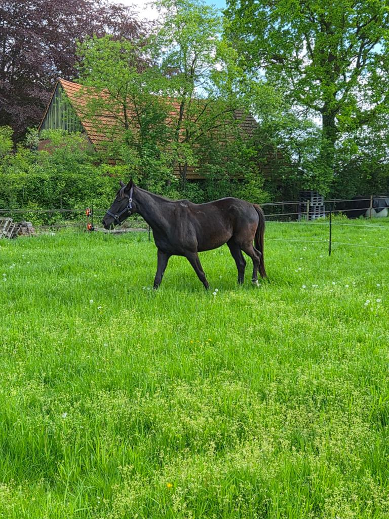 Weidemaatje / stalmaatje gezocht, Dieren en Toebehoren, Stalling en Weidegang, Weidegang