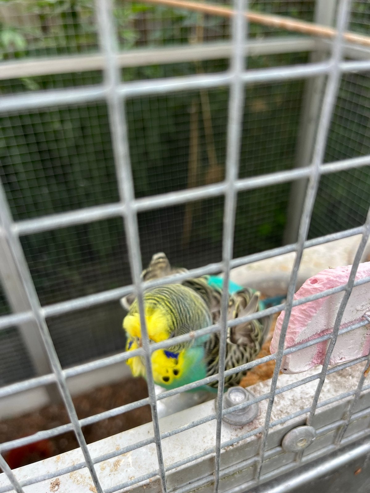 Koppel grasparkiet met een jong, Dieren en Toebehoren, Vogels | Parkieten en Papegaaien, Meerdere dieren, Parkiet