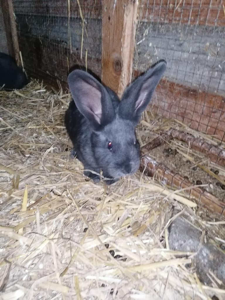 Blauwe Vlaamse reuzen, Dieren en Toebehoren, Meerdere dieren, Groot, 0 tot 2 jaar