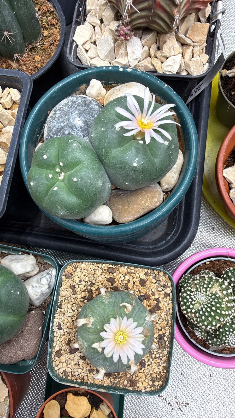 Lophophora Williamsii - Peyote Cactus, Overige soorten, Volle zon, Vaste plant, Ophalen of Verzenden