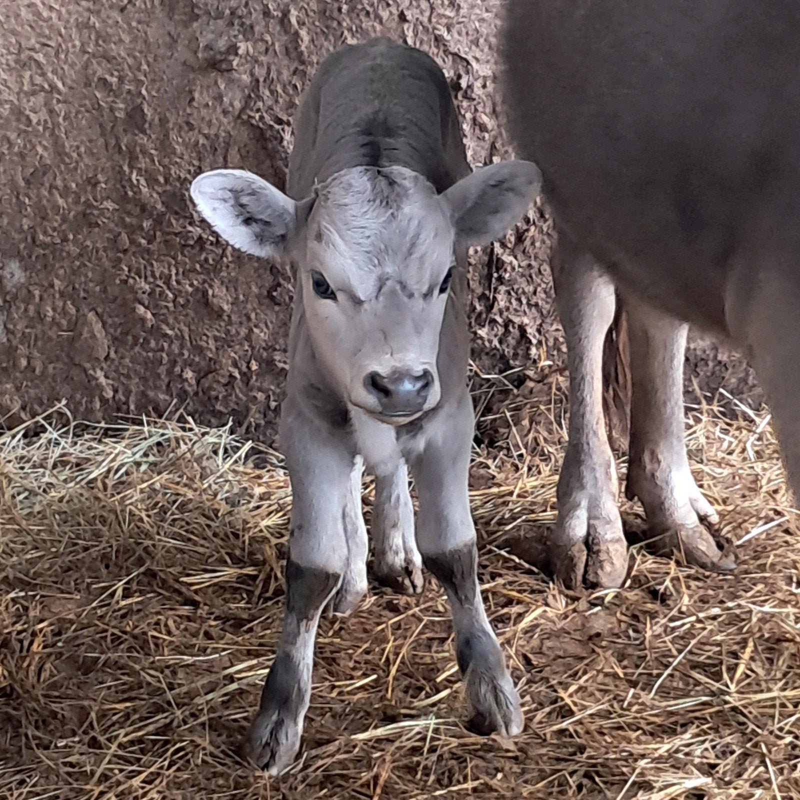 Dahomey koeien, kalf en een stier, Meerdere dieren