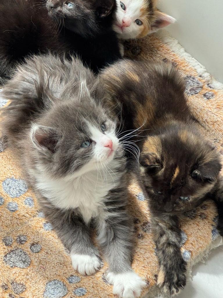 Super schattige kittens zoeken een liefdevol thuis, Dieren en Toebehoren, Katten en Kittens | Overige Katten, Poes, 0 tot 2 jaar