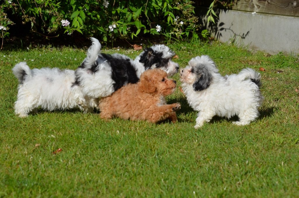 Maltipoo pups, Dieren en Toebehoren, België, 15 weken tot 1 jaar, Overige rassen, Parvo