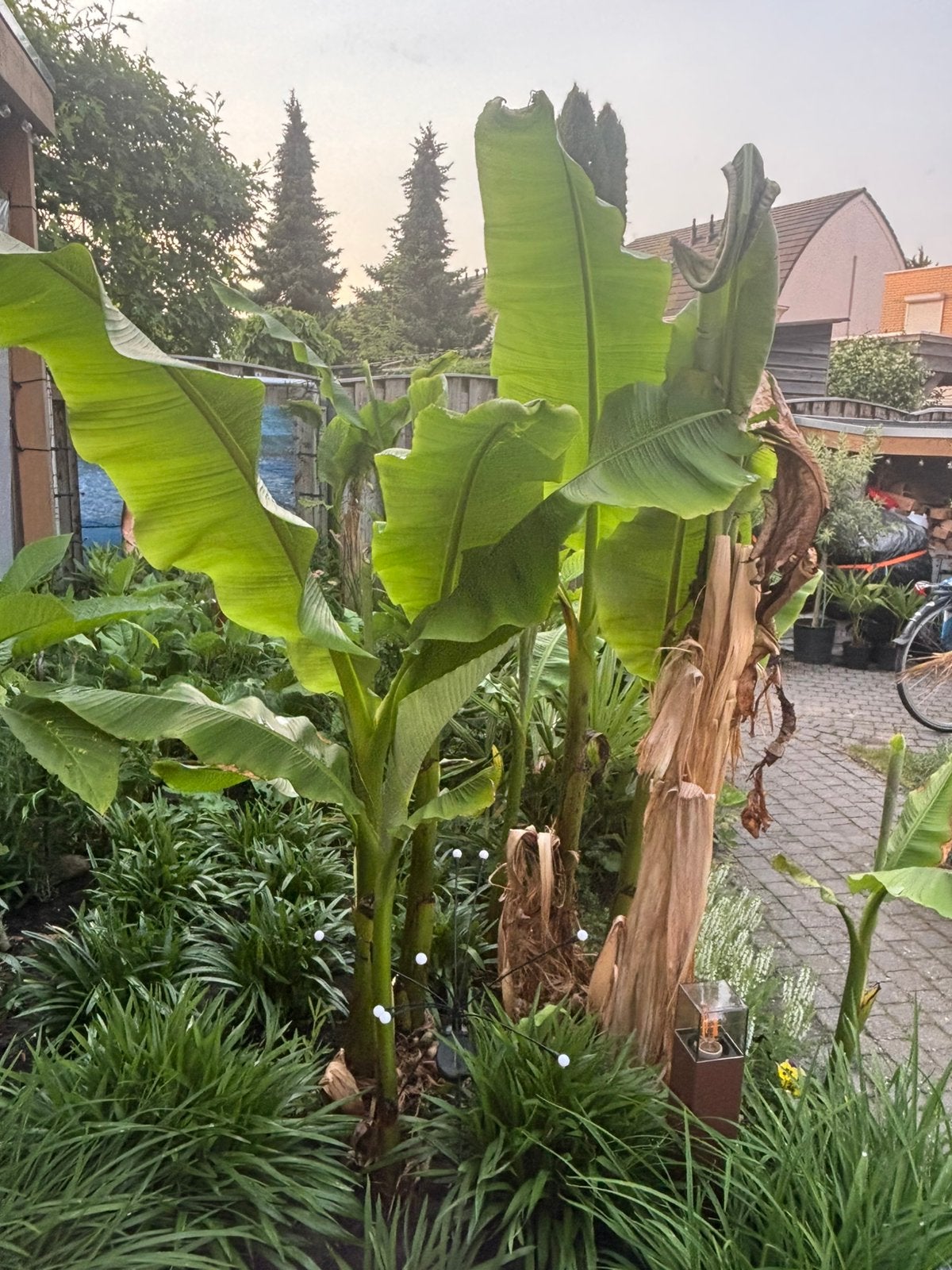 Bananenplanten musa basjoo, Ophalen, Volle zon, Knol
