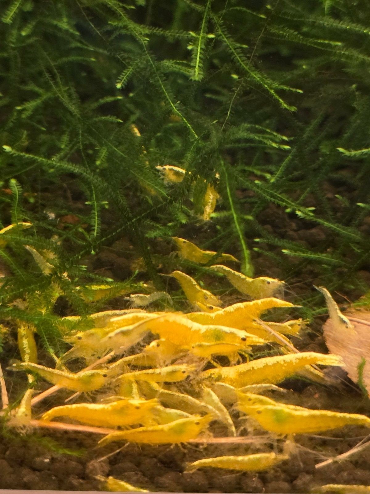 Neocardina Yellow Neon Backline, Dieren en Toebehoren, Kreeft, Krab of Garnaal, Zoetwatervis, Schoolvis