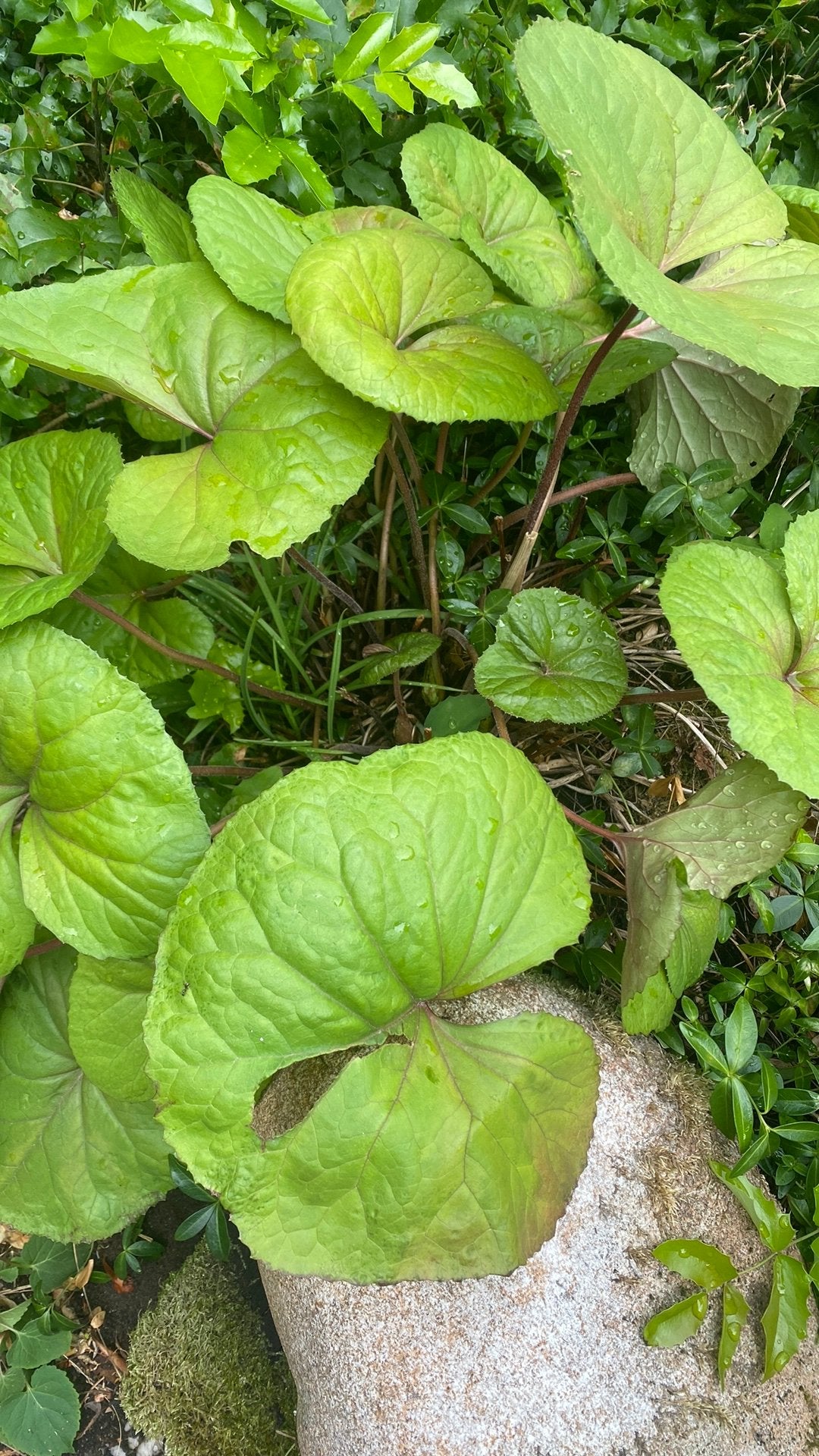 Gratis planten 3 stuks., Ophalen, Minder dan 100 cm