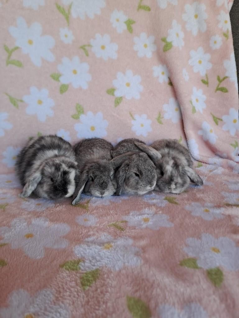 4 jonge hangoorkonijntjes te koop, Dieren en Toebehoren, Konijnen, Geslacht onbekend, Klein, Hangoor, 0 tot 2 jaar