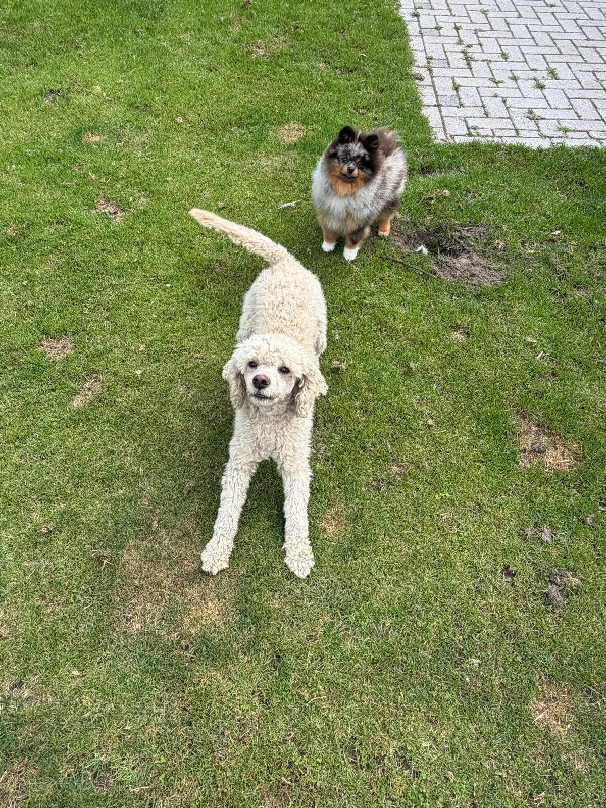 Dwerg poedel reu, Poedel, Reu, 1 tot 2 jaar, Parvo