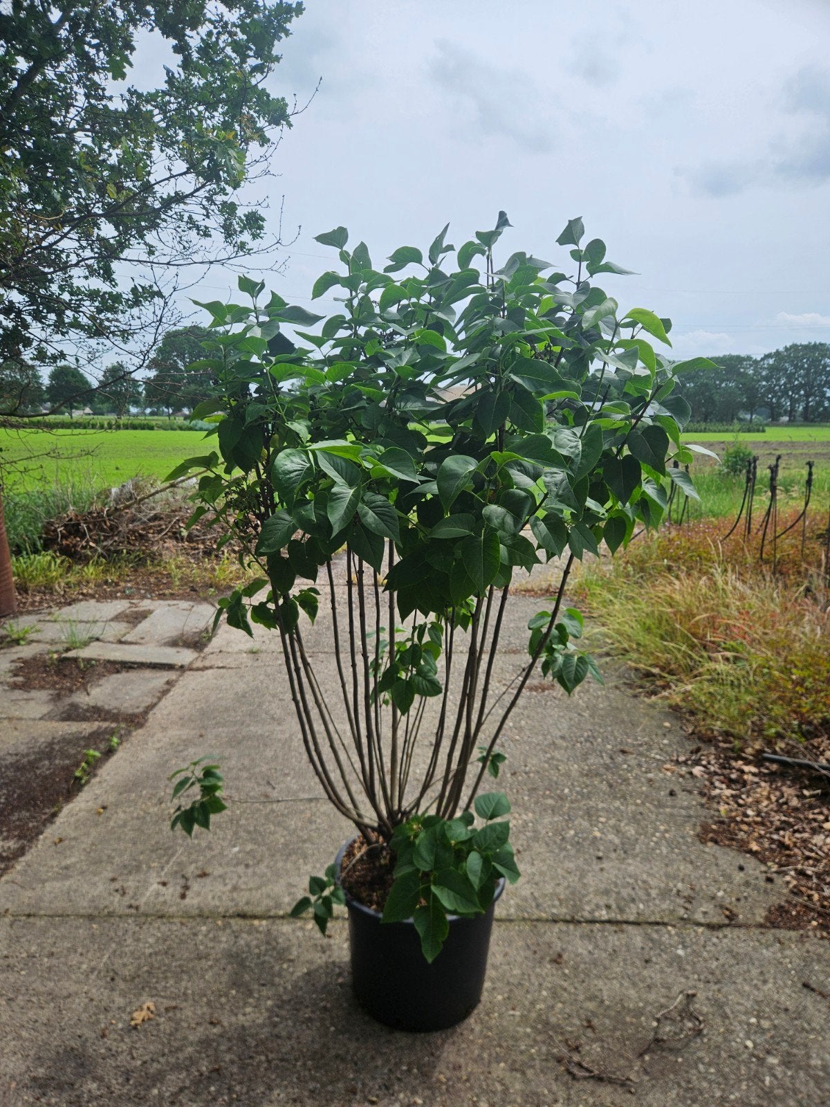 Sering ‘Madame Lemoine 100/125 cm, Overige soorten, Lente, 100 tot 250 cm, Ophalen