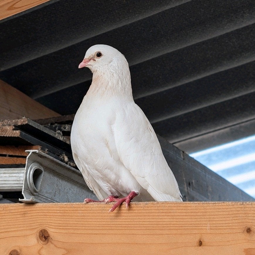 2 boeren pauwstaarten samen 5 euro, Geslacht onbekend, Overige soorten
