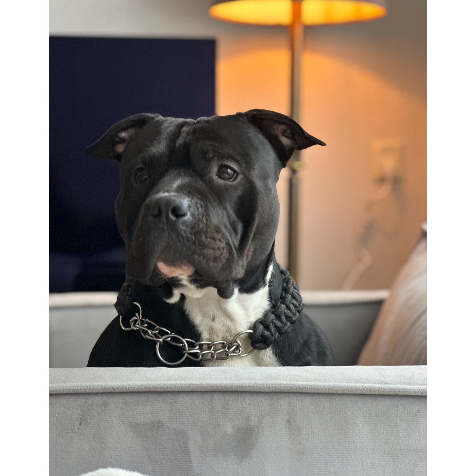 Pocket bully, Dieren en Toebehoren, Honden | Bulldogs, Pinschers en Molossers, Parvo, 1 tot 2 jaar, Eén hond, Nederland