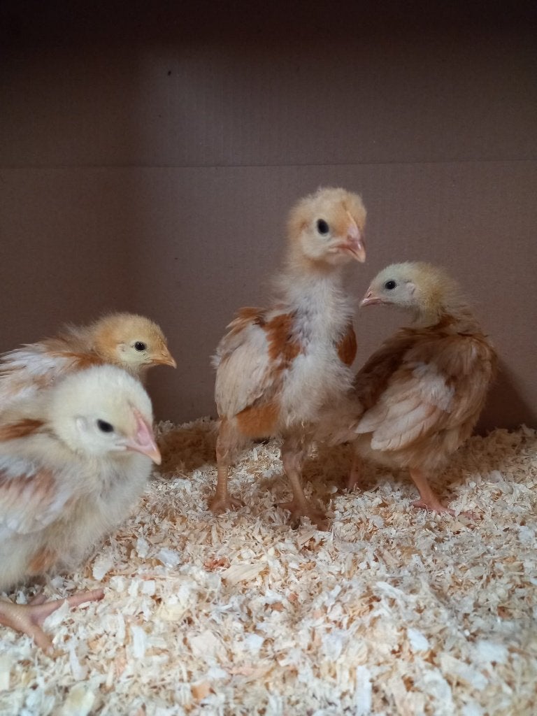 bruine legkip kuikens, Dieren en Toebehoren, Pluimvee, Vrouwelijk, Kip