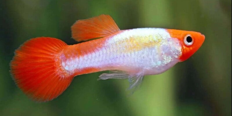 Guppies (man/vrouw), Dieren en Toebehoren, Vissen | Aquariumvissen, Vis, Zoetwatervis