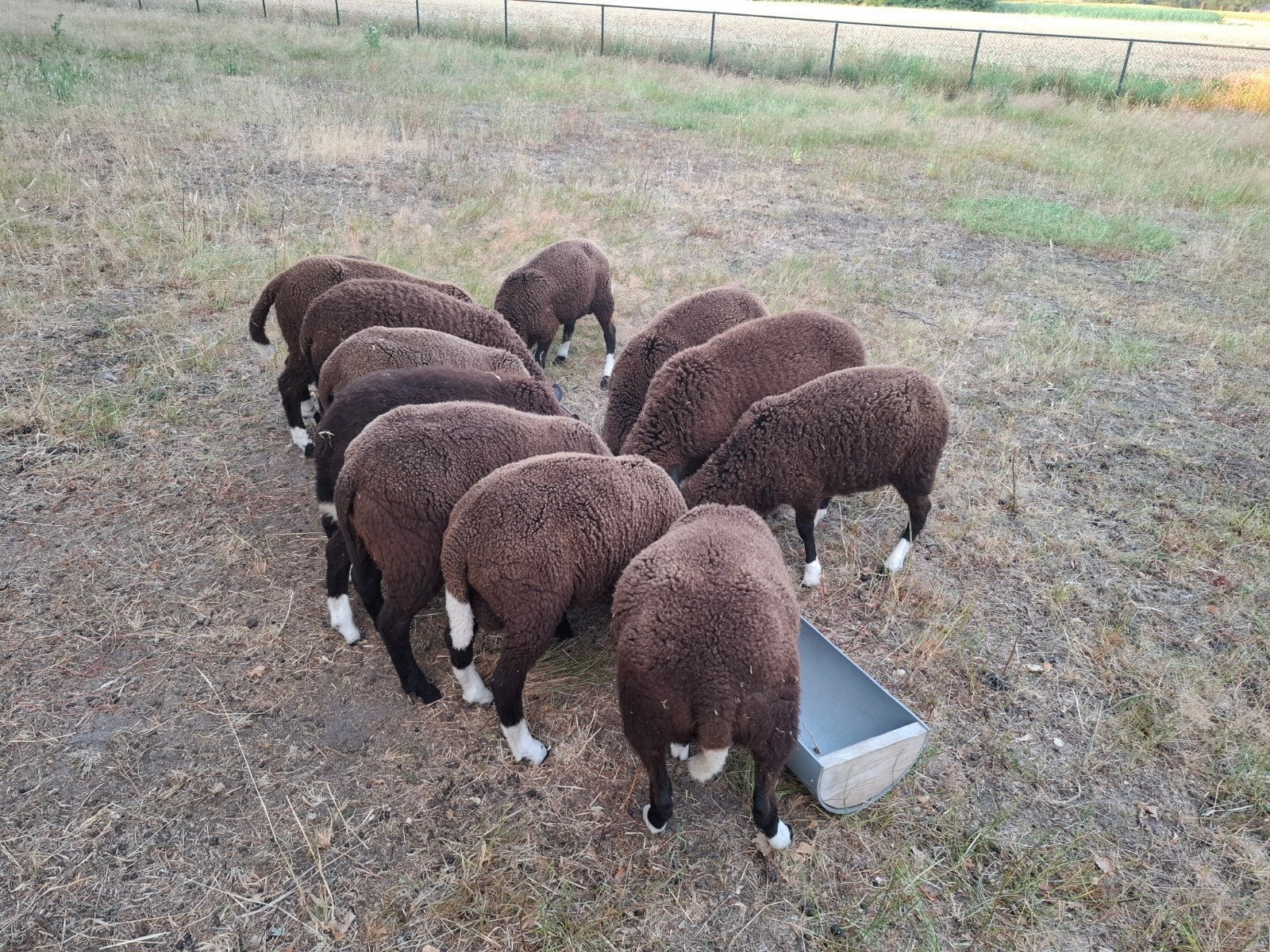 Lammeren, Meerdere dieren, Schaap