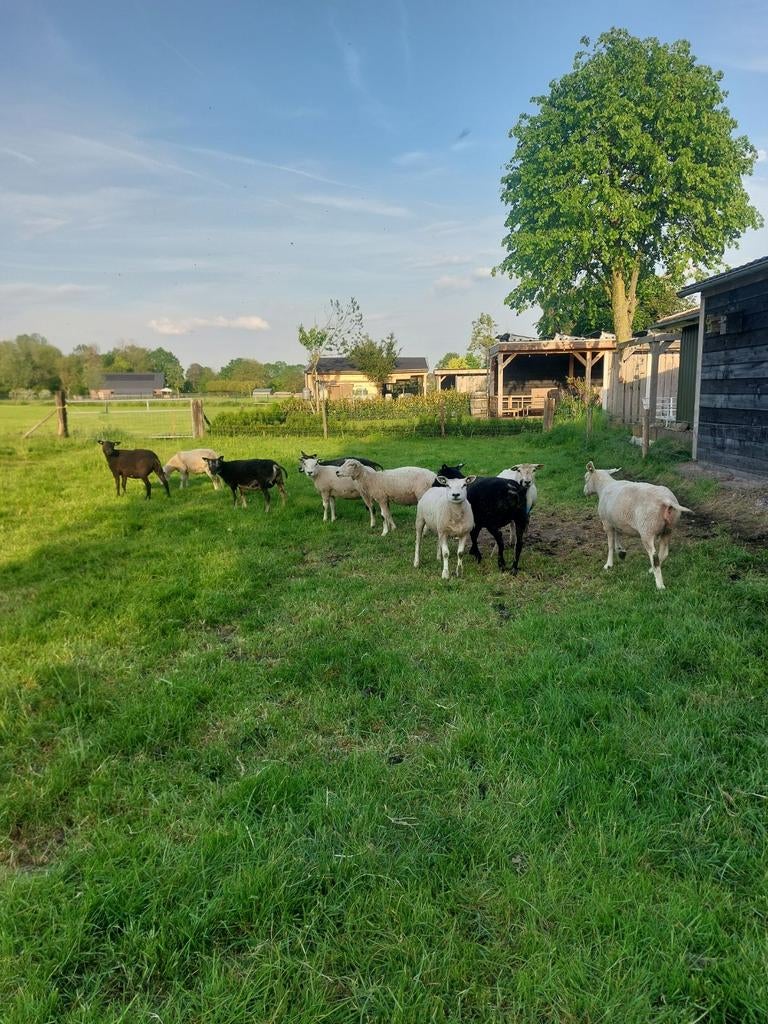 Te koop: 8 mooie dragende jonge ooien, Dieren en Toebehoren, Vrouwelijk, Schaap, 0 tot 2 jaar