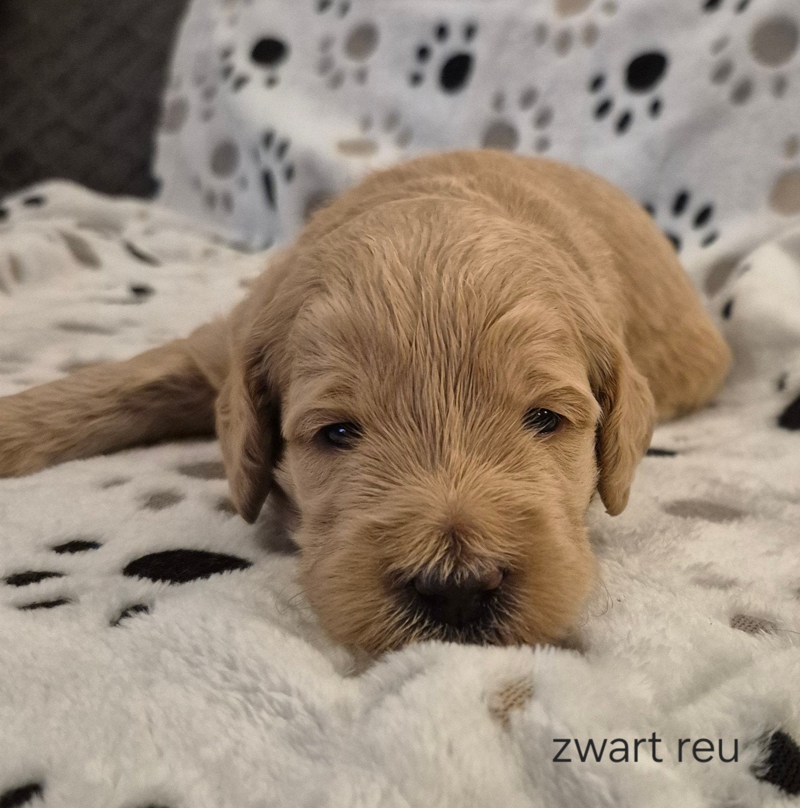Australian Labradoodle pups, Overige rassen, CDV (hondenziekte), 8 tot 15 weken, Meerdere