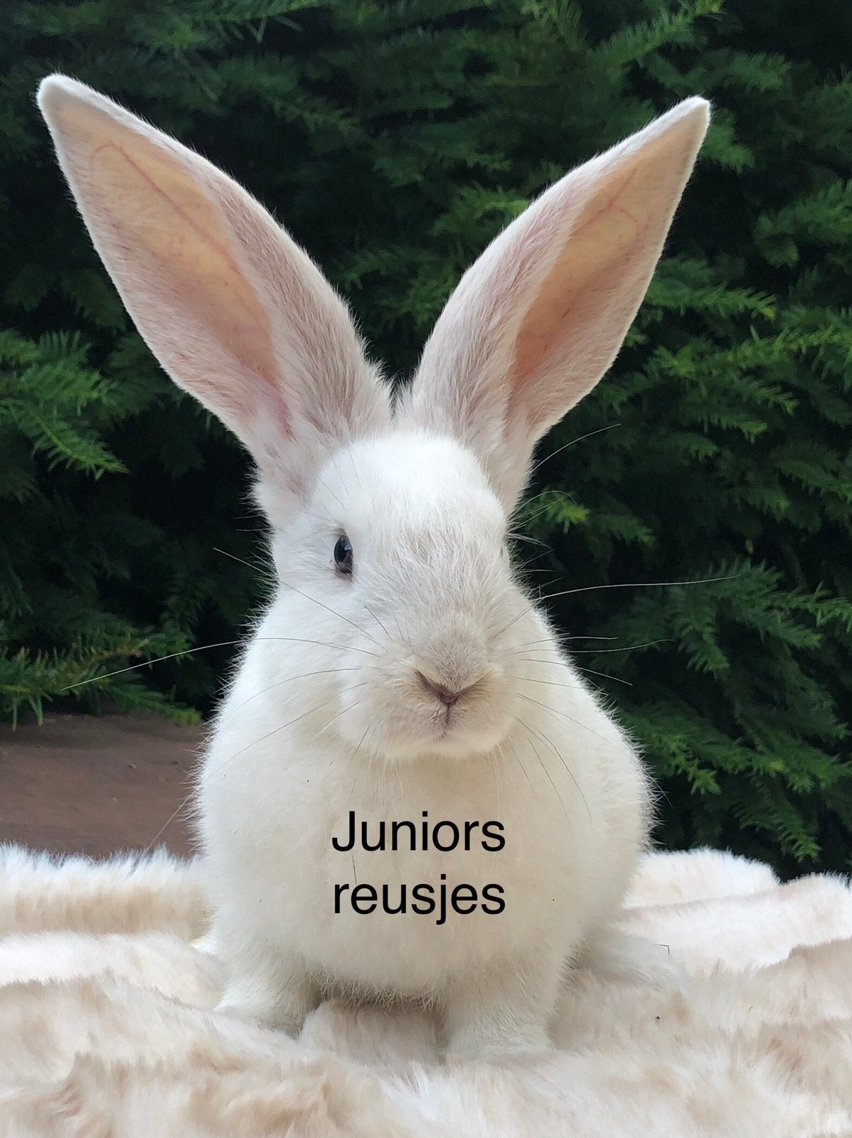 Duitse reus, Dieren en Toebehoren, Mannelijk, Groot