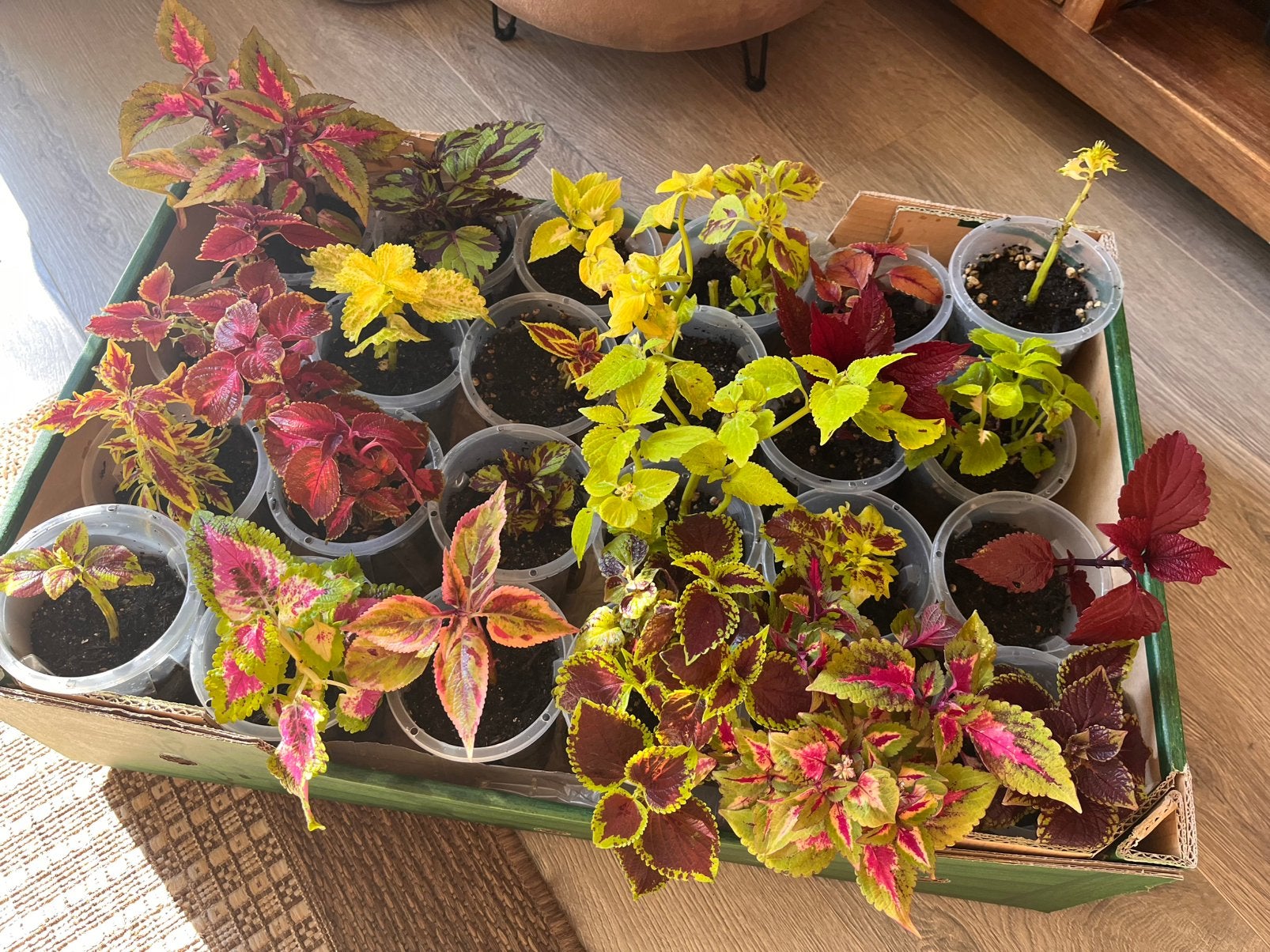 Doos met 25 Coleus/siernetel stekken, Ophalen, Halfschaduw, Minder dan 100 cm