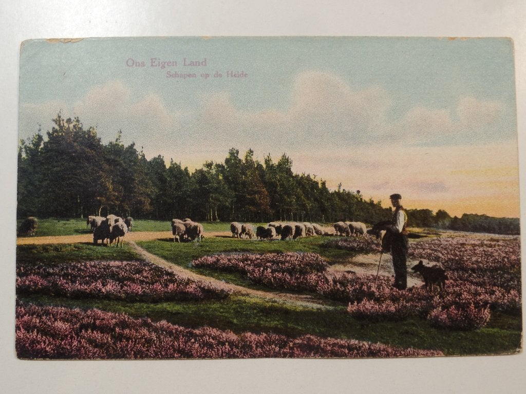 Partij 2 schapen, Verzamelen, Ansichtkaarten | Nederland, Verzenden, Gelopen, Gelderland