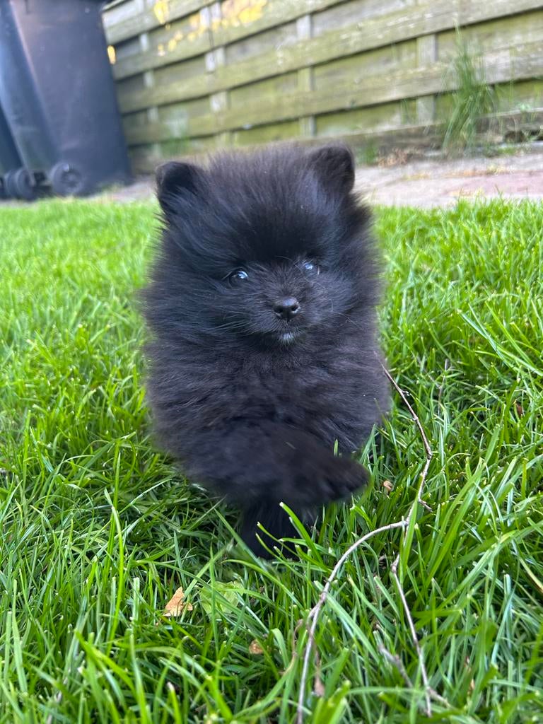 Twee prachtige pomeranian/pomeriaan pups, Dieren en Toebehoren, Keeshond, HCC (leverziekte), 8 tot 15 weken, Meerdere