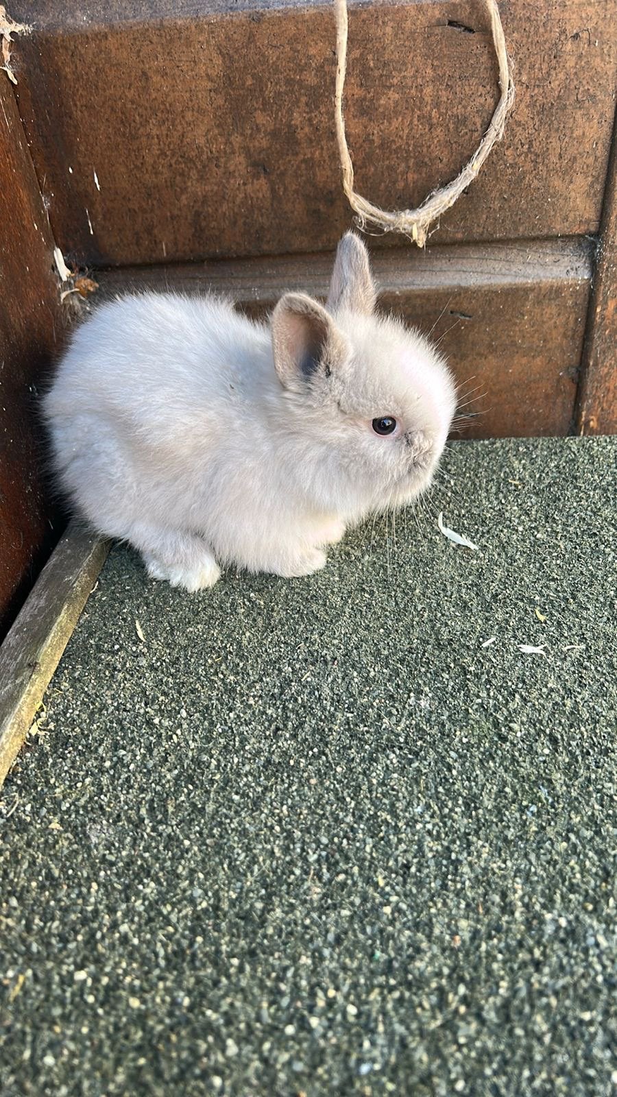 Lieve kleine Kindvriendelijke dwergjes, Vosjes en Fluffies, Meerdere dieren, Dwerg, 0 tot 2 jaar