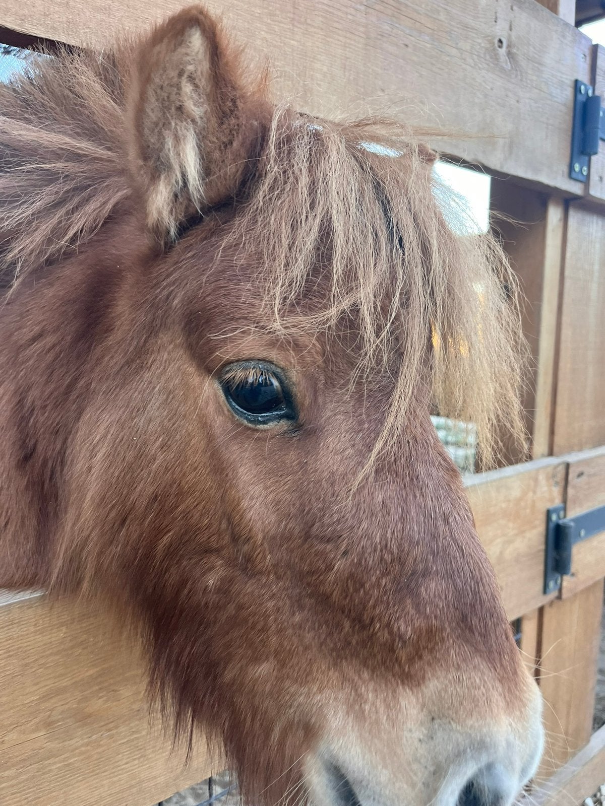 Mini paardje - weidemaatje zand paddock, Dieren en Toebehoren, Pony's, Met stamboom, Ruin, Niet van toepassing, A pony (tot 1.17m)