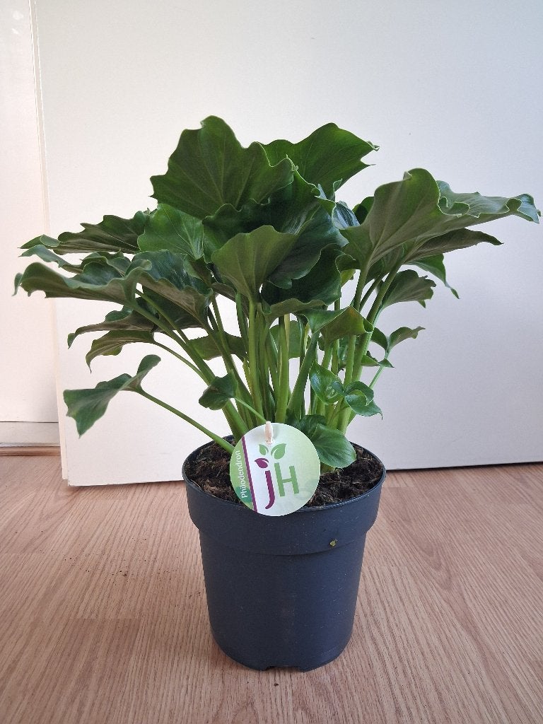 Philodendron Selloum 'Atom'  - Philodendron H: 40 cm., Ophalen, Overige soorten, Halfschaduw, Minder dan 100 cm