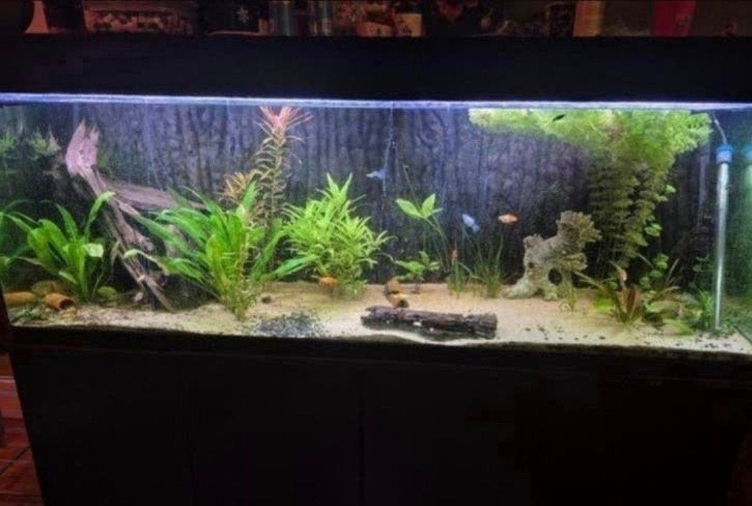 Een unieke aquarium van 180cm, Ophalen, Plant(en), Steen of Hout
