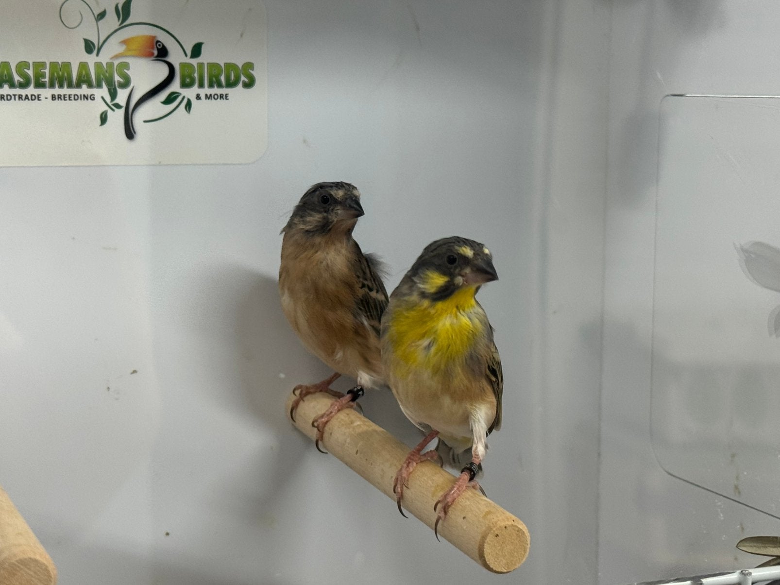 Citroenborst edelzangers - Crithagra citrinipectus, Meerdere dieren, Tropenvogel, Geringd