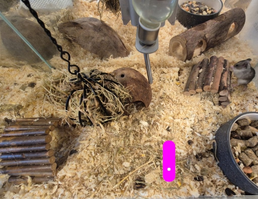 Cricetulus griseus Chinese Dwerg Hamster, Dieren en Toebehoren, Augustus, Vrouwelijk, Hamster