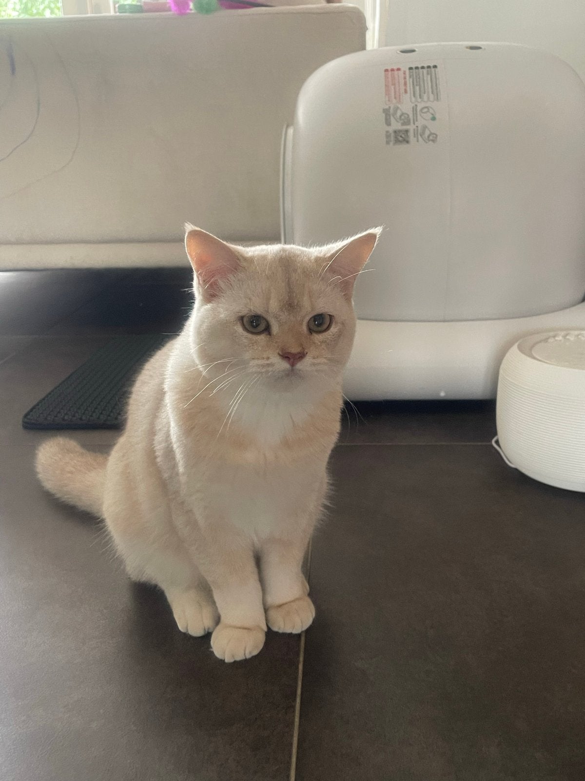 Herplaatsing Britse korthaar 6 maanden oud, Kater, Ontwormd, 0 tot 2 jaar