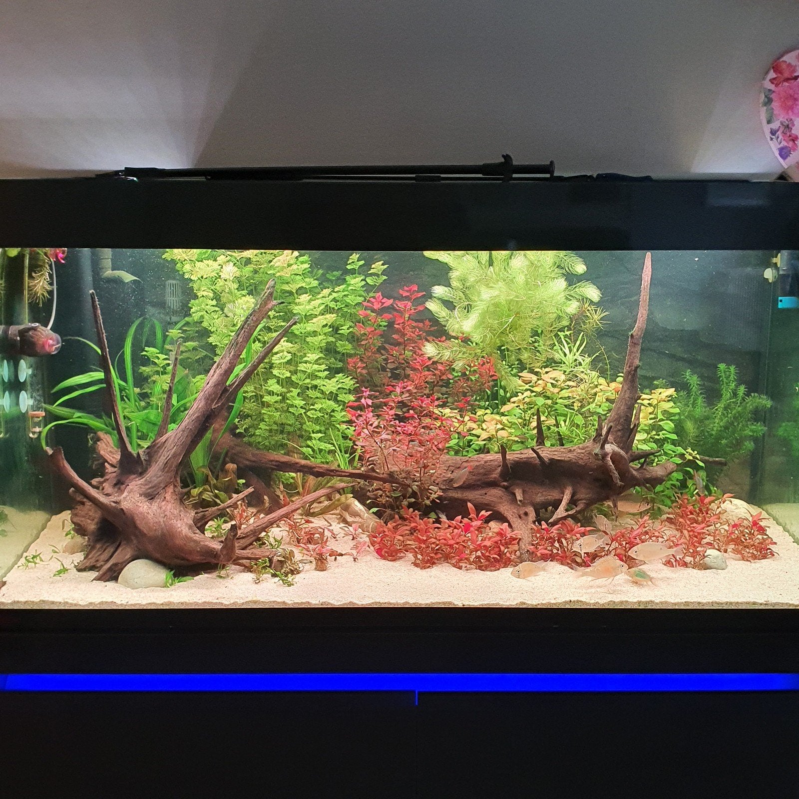 2x  EHEIM powerLed+ 122,6 cm, Ophalen, Zo goed als nieuw, Eheim
