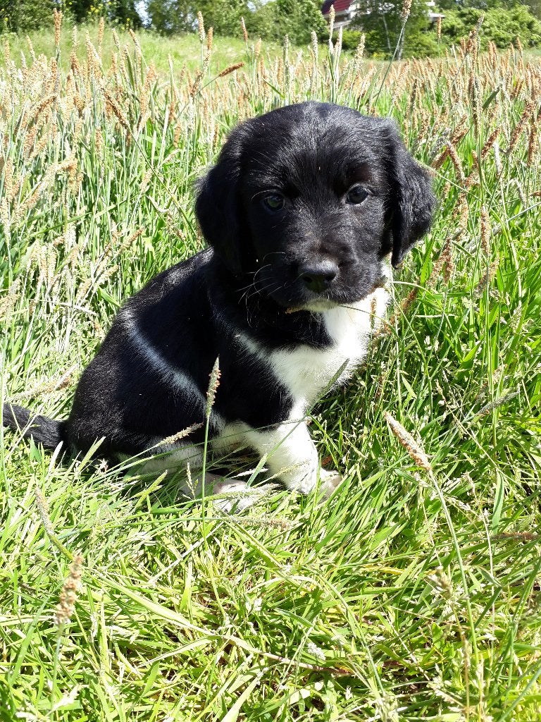 Mooi getekende Friese Stabij pups (reutjes)., Dieren en Toebehoren, Honden | Niet-rashonden, Parvo, 8 tot 15 weken, Meerdere, Meerdere dieren